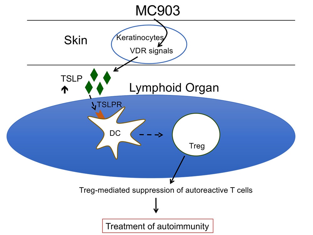 Pathway of MC903